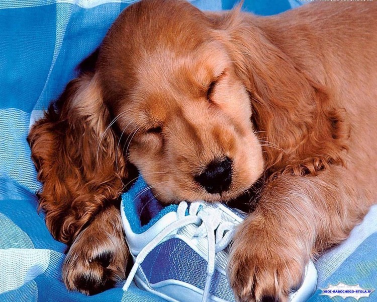 Американский кокер спаниель рыжий