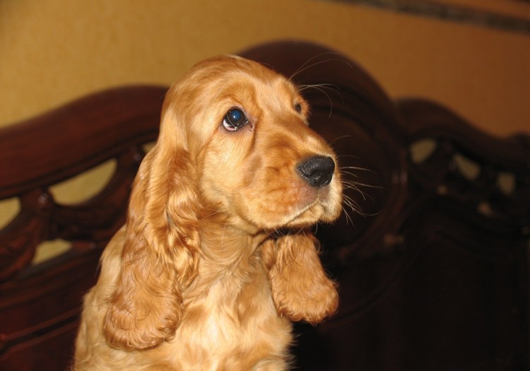 Кокер спаниель короткошерстный