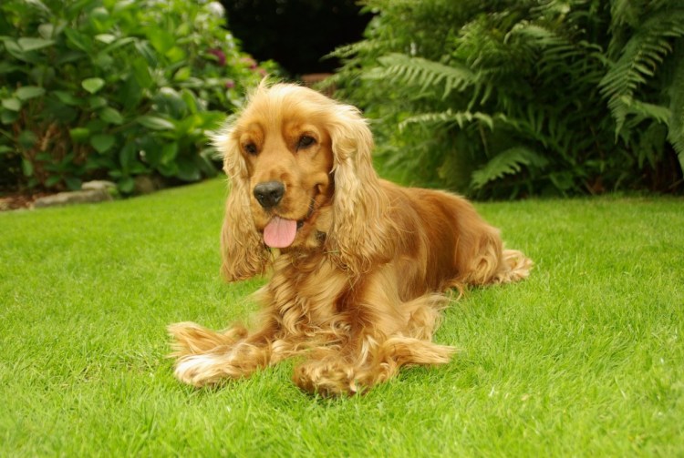 Золотистый кокер спаниель
