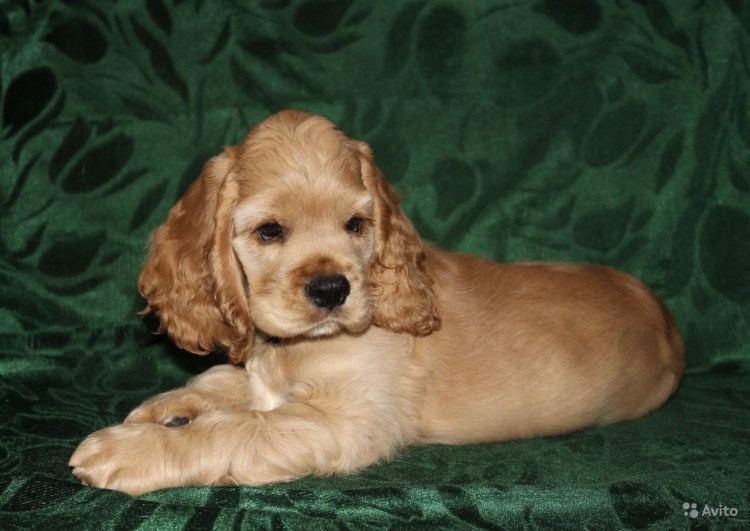 Кокер спаниель палевый