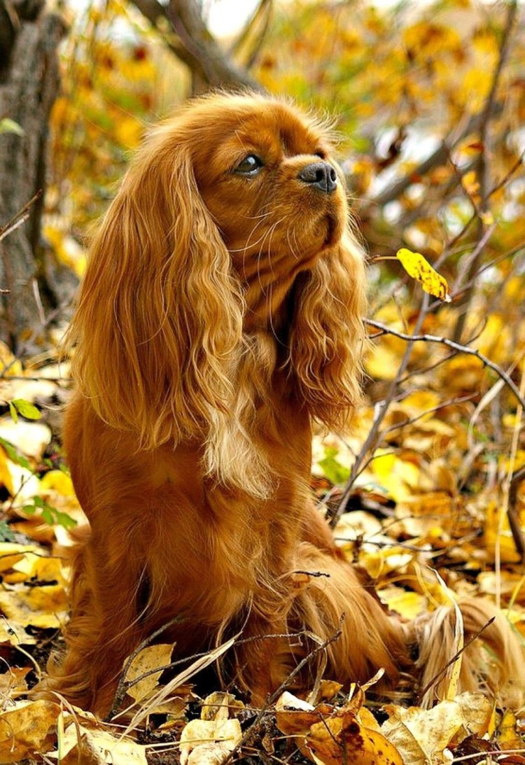 Золотистый кокер спаниель