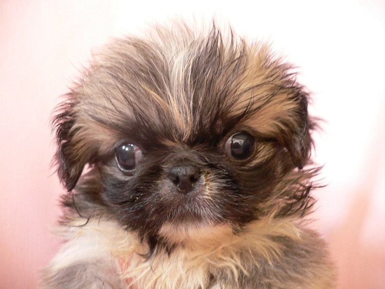 Собака Пекинес