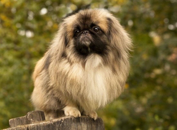 Мопс плачет