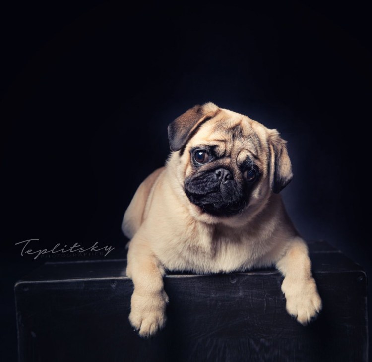 Пекинес длинношерстный