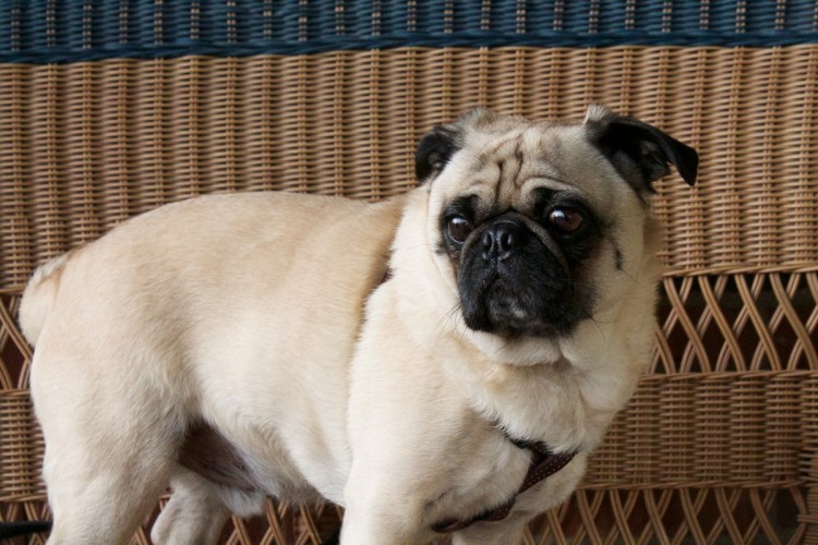 Ирландский Мопс