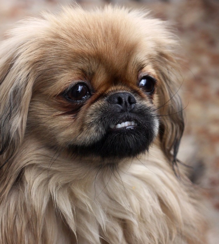 Пекинес смешной