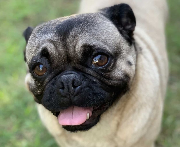 Брахицефалы собаки