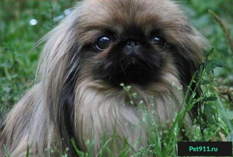 Карликовый Пекинес