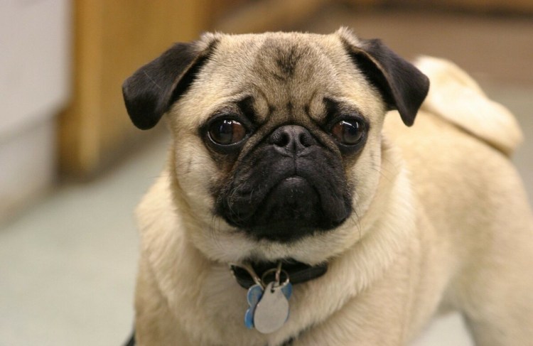 Пушистый щенок МОПСА