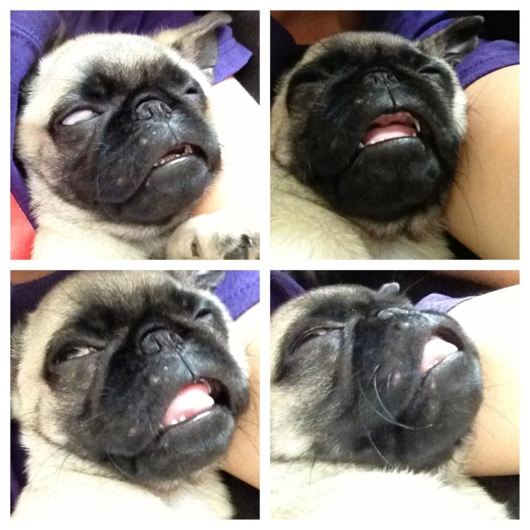 Порода собак Пекинес