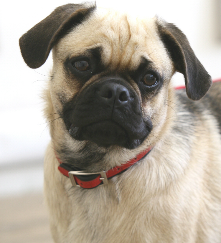 У МОПСА на глазу синяя плёнка