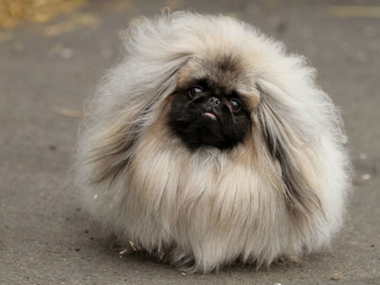 Королевский карликовый Пекинес