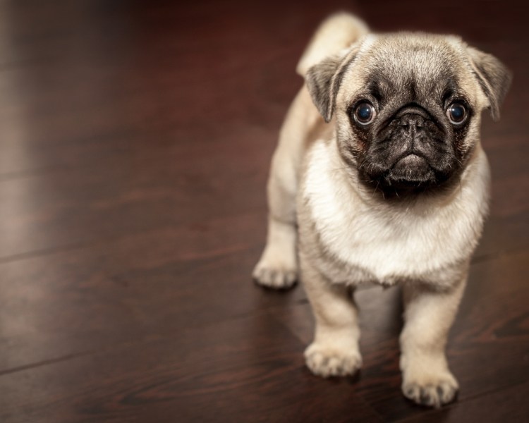 Порода собак Пекинес