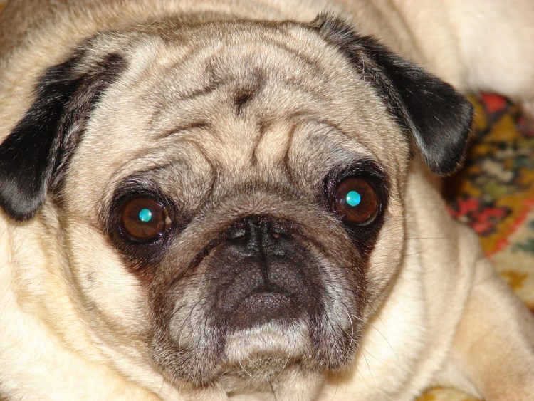 Мопс и китайская хохлатая