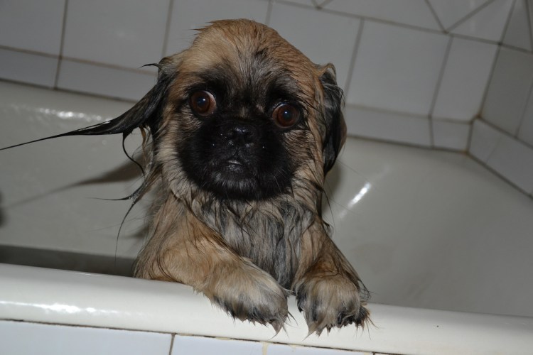 Мопс (прорицатель)