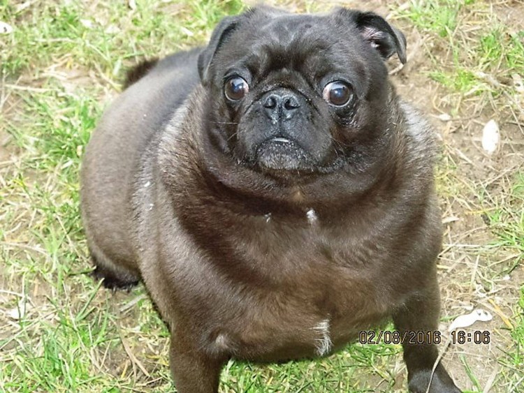 Мопс и китайская хохлатая