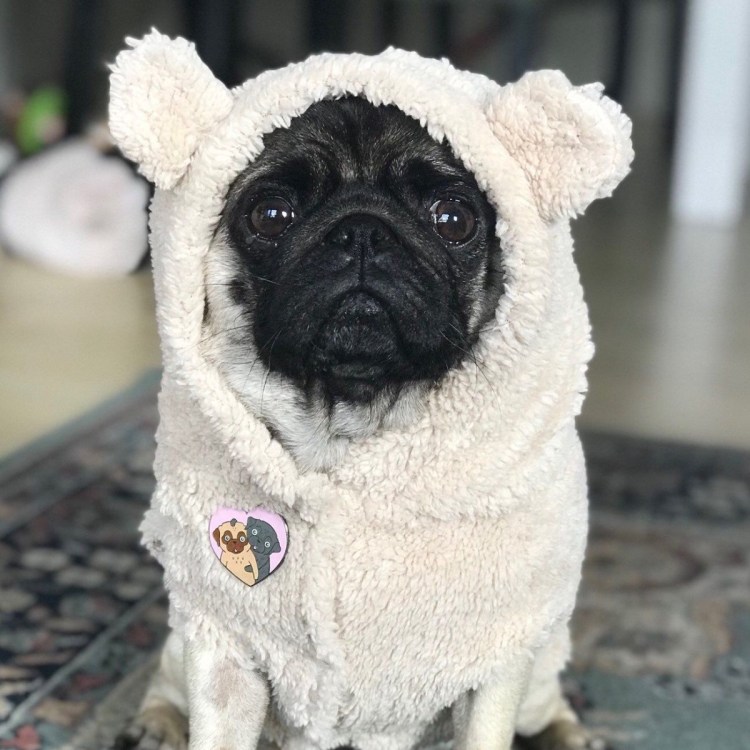 Картинки Мопс щенок