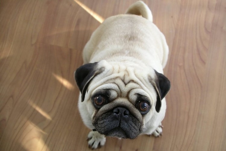 Порода собак Пекинес