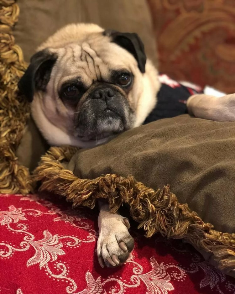 Флаффи французский бульдог флаффи