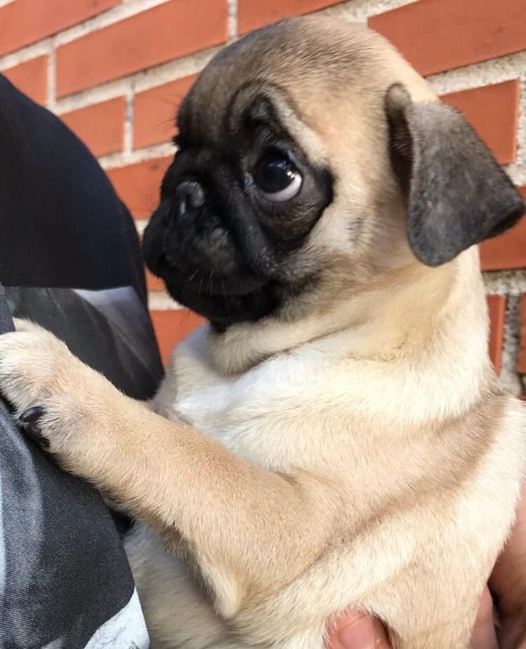 Мопс Баскервиль