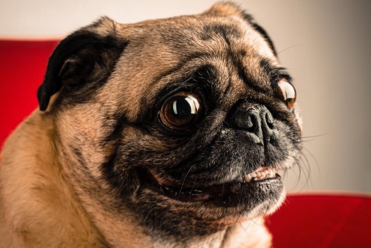 Бойцовский Мопс