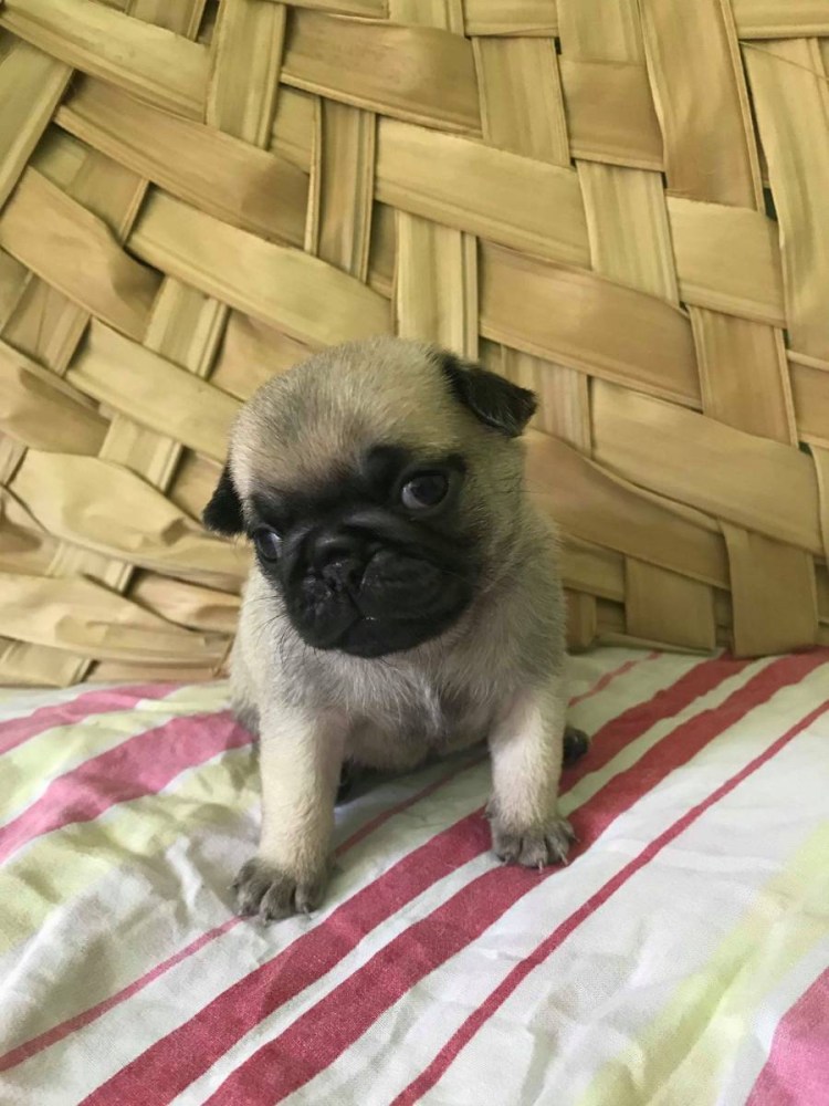 Страшный Мопс