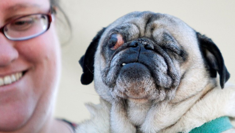 Пекинес собака Пекинес