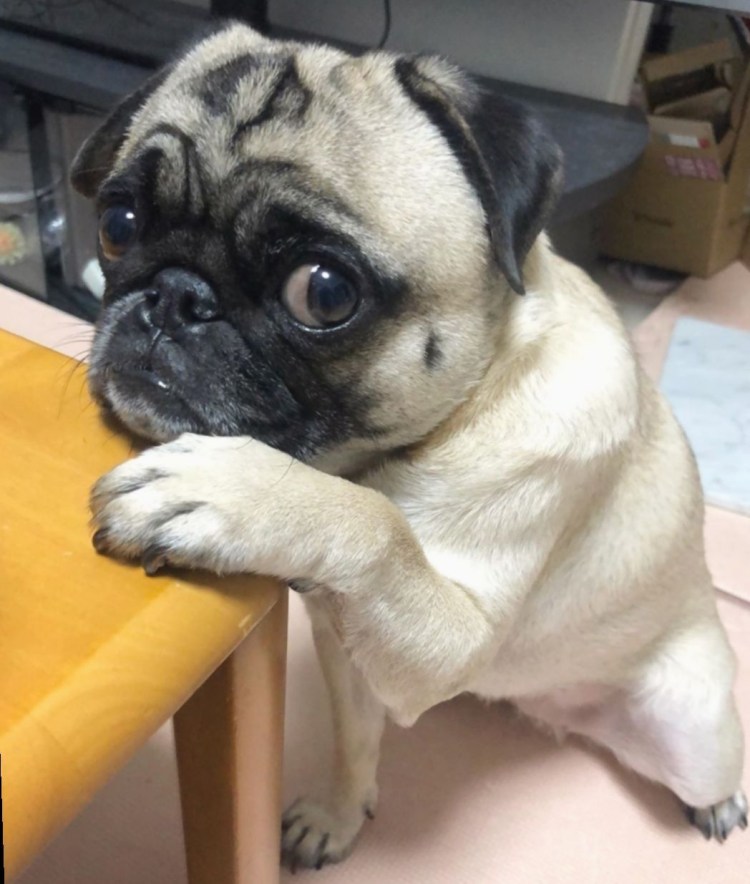 Собака Пекинес