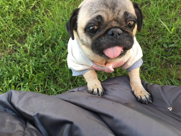 Мокрый Пекинес