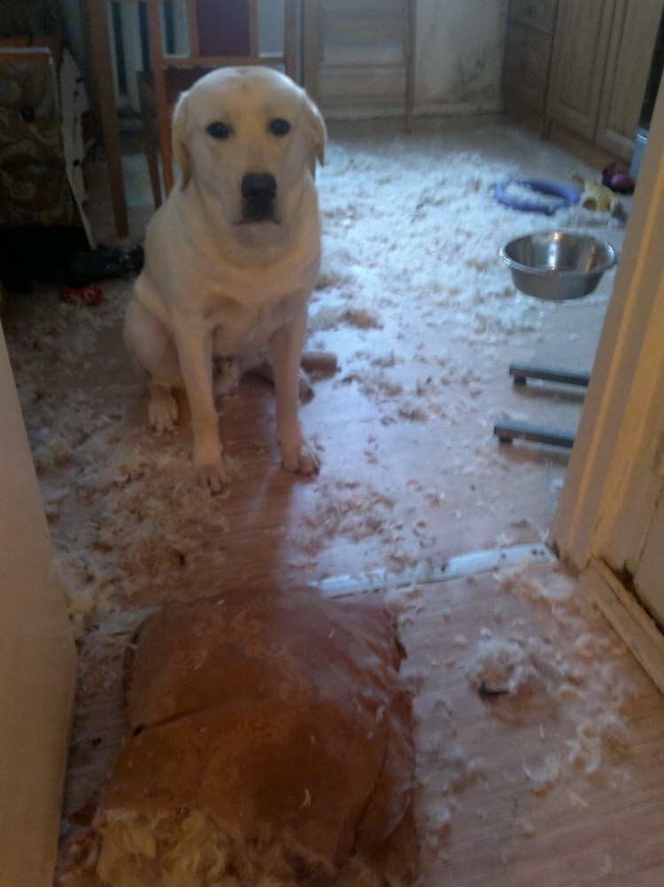 Labrador лабрадор нашкодил