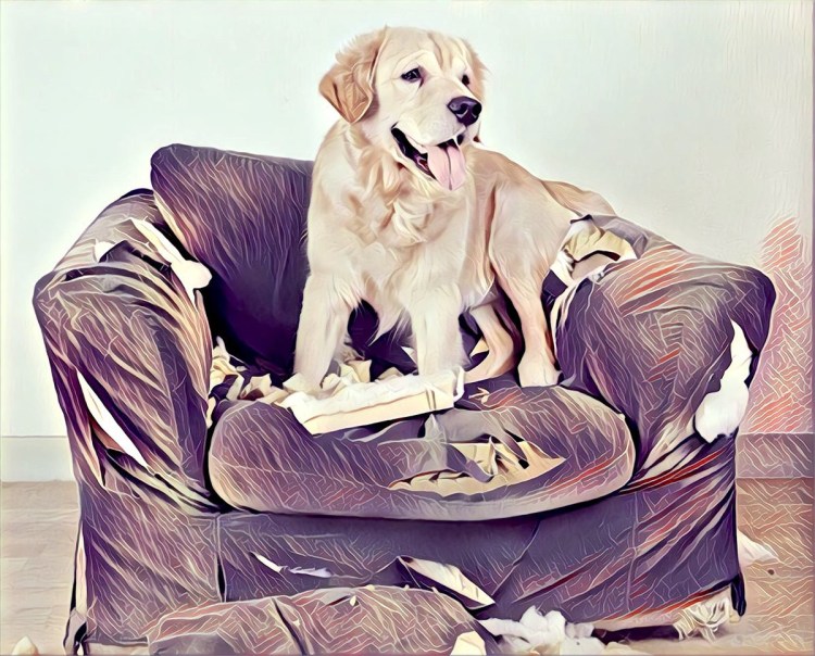 Собака грызет мебель