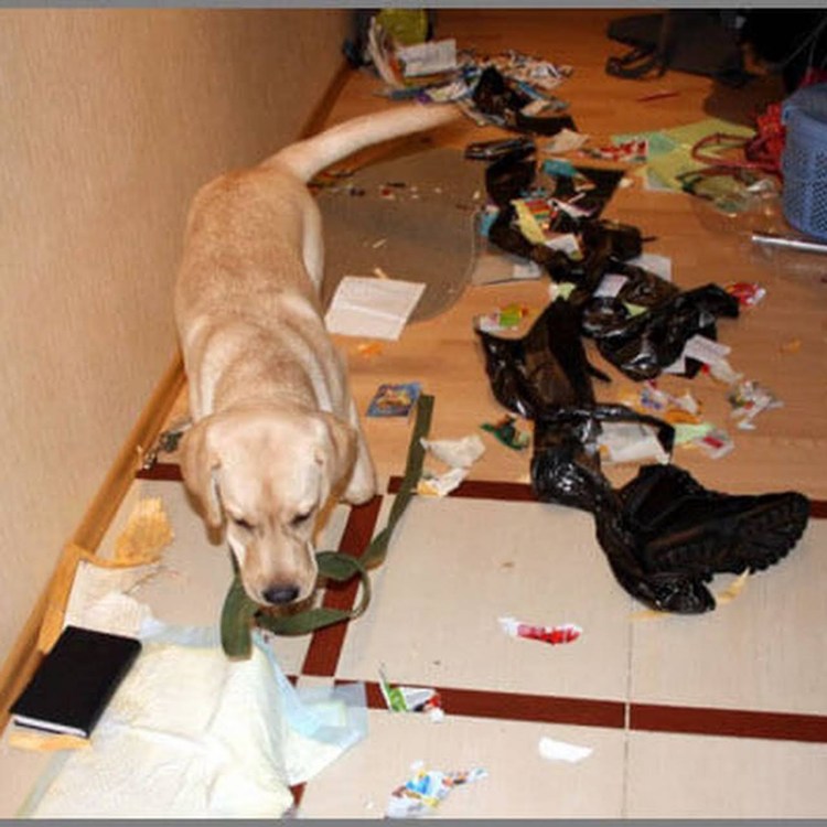 Собака устроила погром в квартире