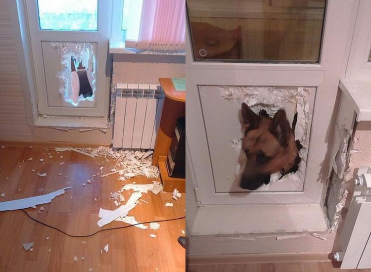 Дверь для собаки на балкон