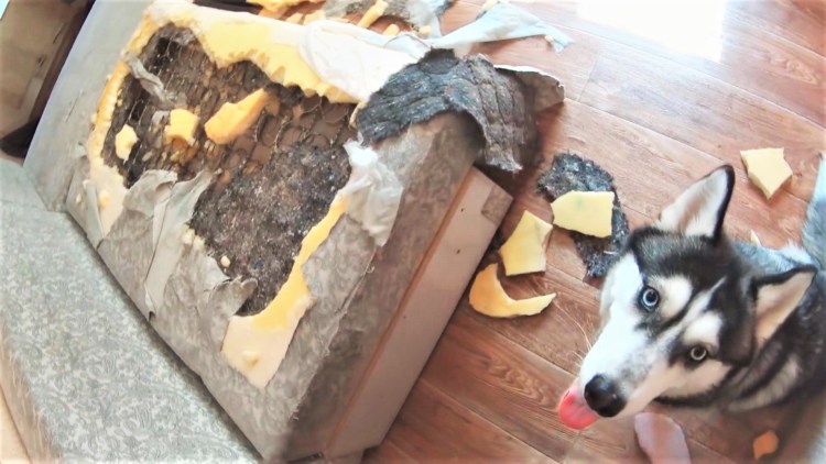 Хаски сгрызла диван