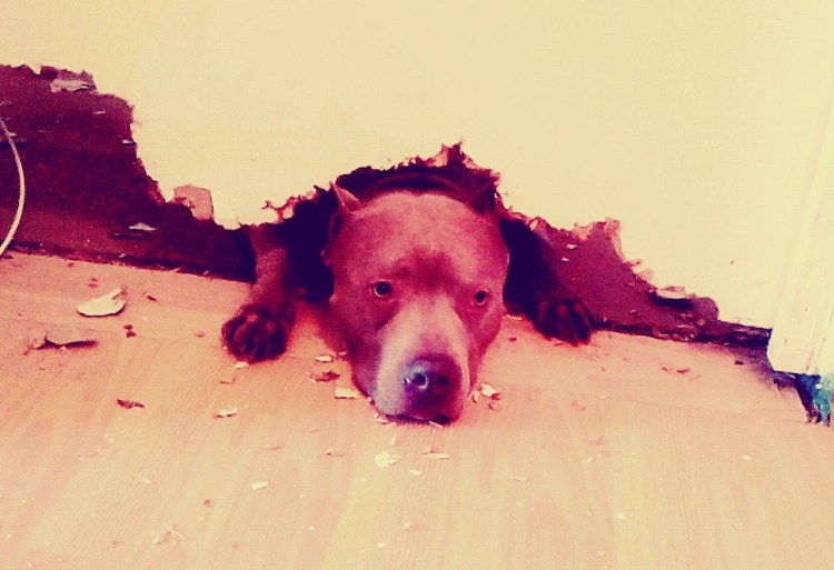 Щенок сгрыз