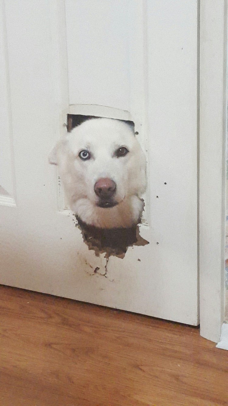 Собака сгрызла дверь