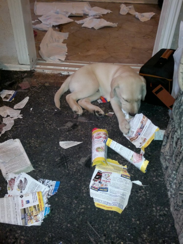 Проделки собак в квартире