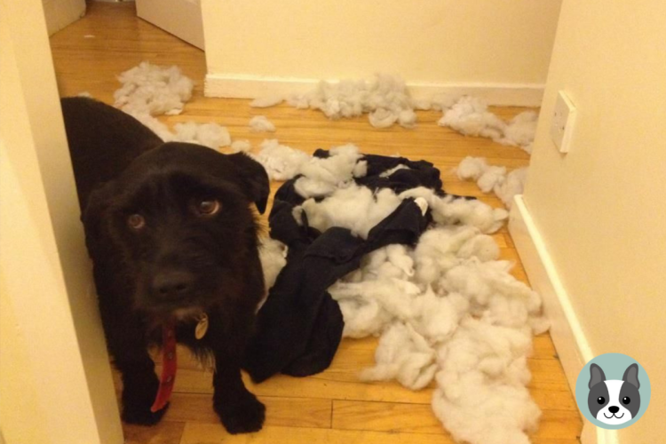 Собака напакостила