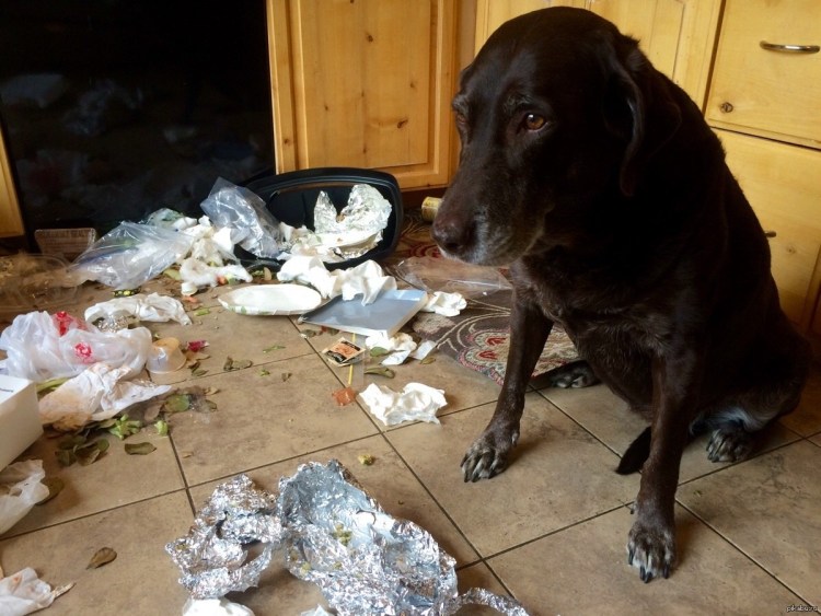 Собака погрызла