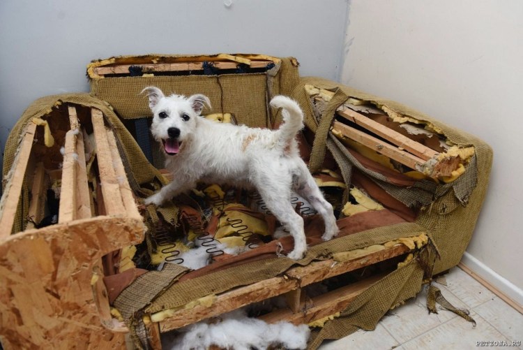 Собака сгрызла мебель
