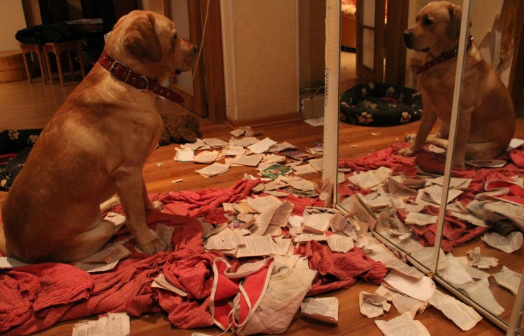 Собаки для квартиры