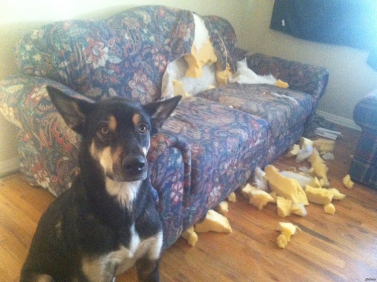 Хаски в квартире