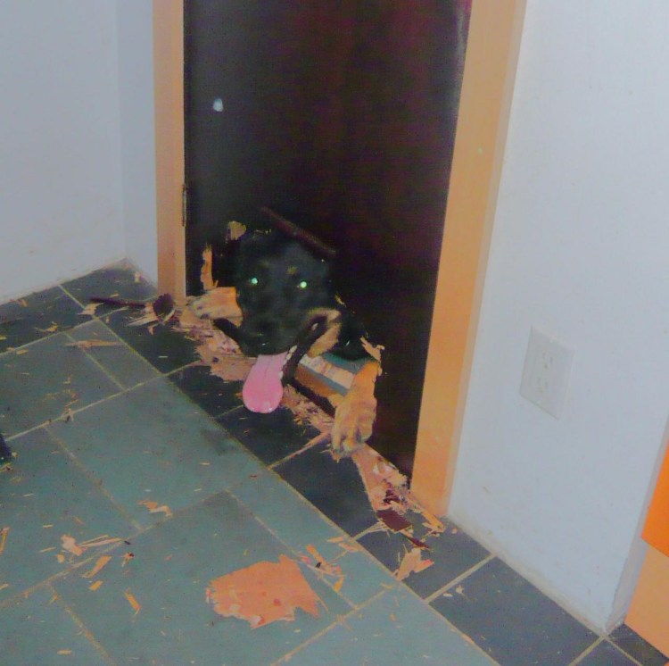 Собака под дверью