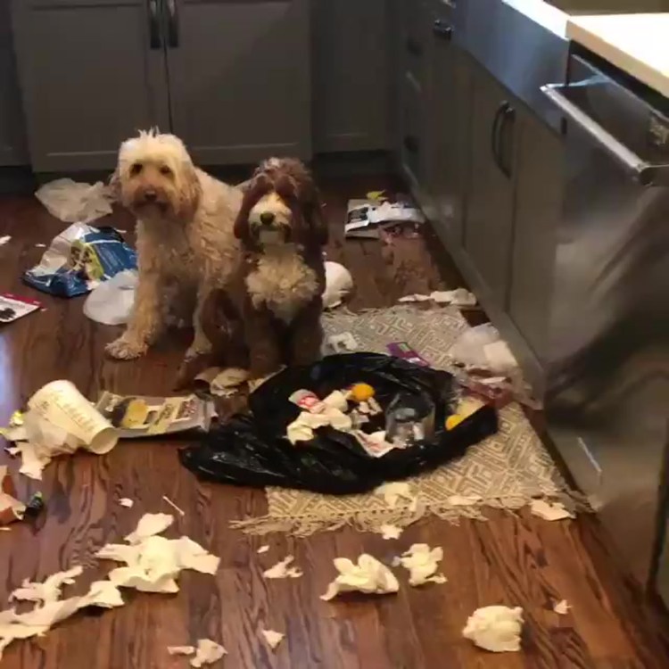 Собаки беспорядок в доме