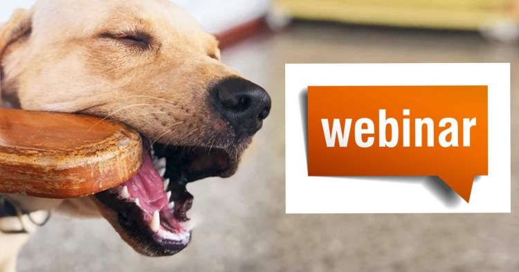 Собака сгрызла