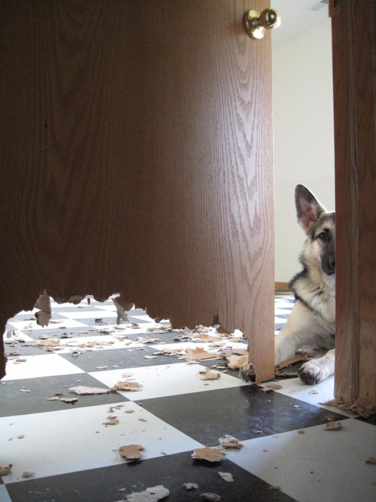 Собака прогрызла дверь