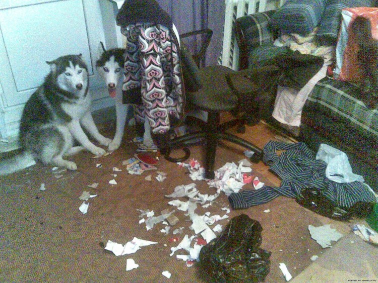 Нашкодившие домашние животные