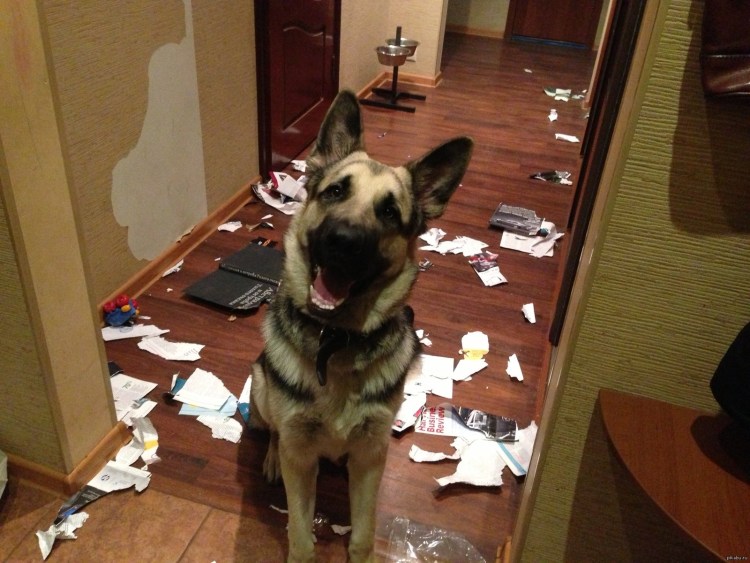 Немецкая овчарка в квартире