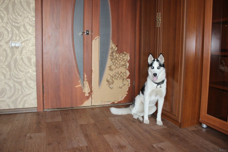 Хаски в квартире