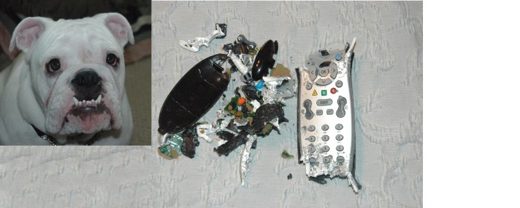 Собака сгрызла пульт